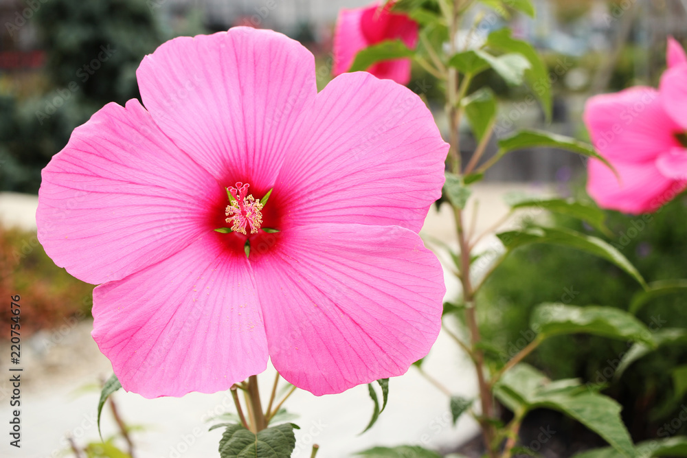 Huge blossom of pink hibiscus in the garden. Huge blossom of pink hibiscus in the garden.