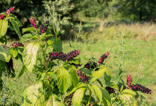 Blossom of pokebush with berries. American plant.  photo