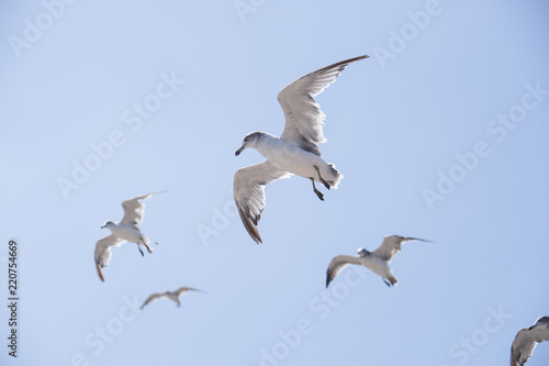 Flying seagull 