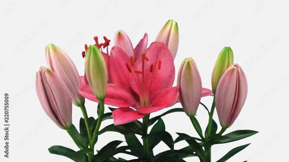 Time-lapse of opening pink lily bouquet 20b1w in PNG+ format with ALPHA transparency channel isolated on white background
Time-lapse of opening pink lily bouquet 20b1w in PNG+ format with ALPHA transparency channel isolated on white background