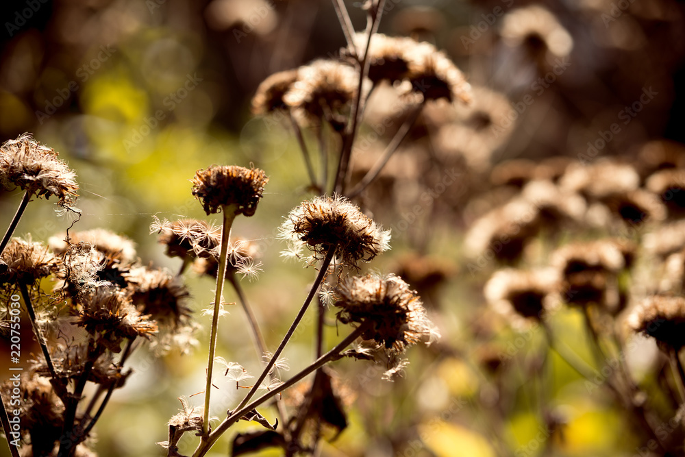 Obraz premium Dry, fallen flower close-up