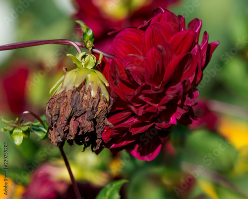 Fototapeta Naklejka Na Ścianę i Meble -  Two flowers of dahlia, blooming and withered
