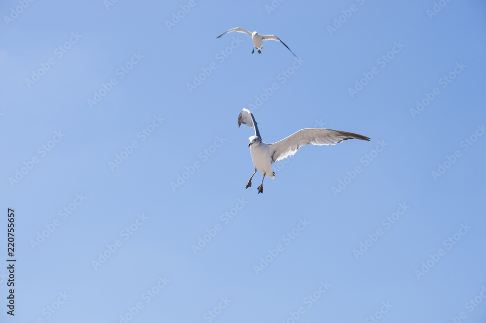 Obraz premium Flying seagull above a seaside