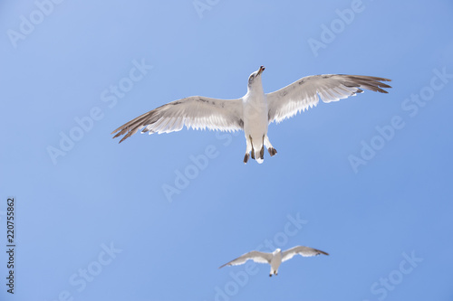 Flying seagull above a seaside