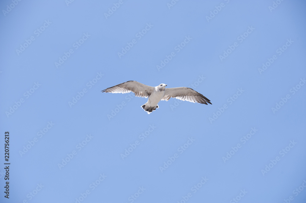 Flying seagull Flying seagull