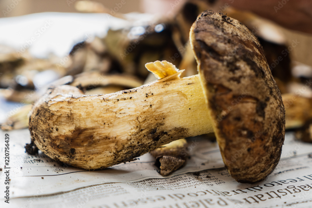 A dirty porcini mushroom ready to be cleaned A dirty porcini mushroom ready to be cleaned
