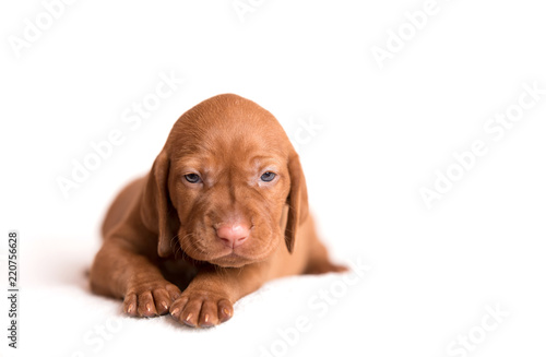 Hungarian Vizsla dog on the white background