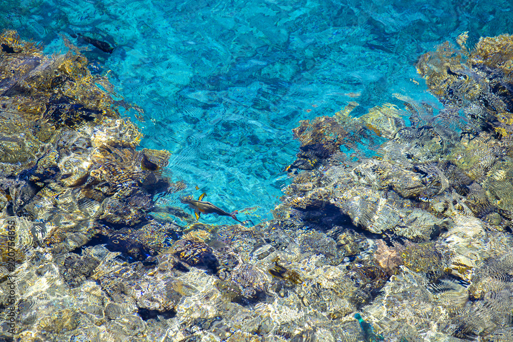 Red sea coral reef with hard corals, fishes and lean water in Sharm El Sheikh, Egypt
