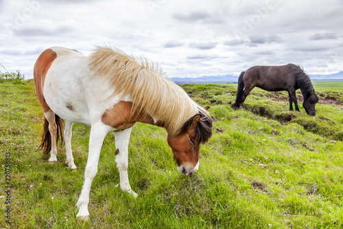group of horses while grazing in the iceland plain