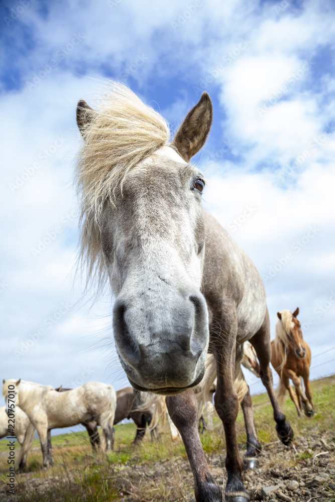 group of horses while grazing in the iceland plain group of horses while grazing in the iceland plain