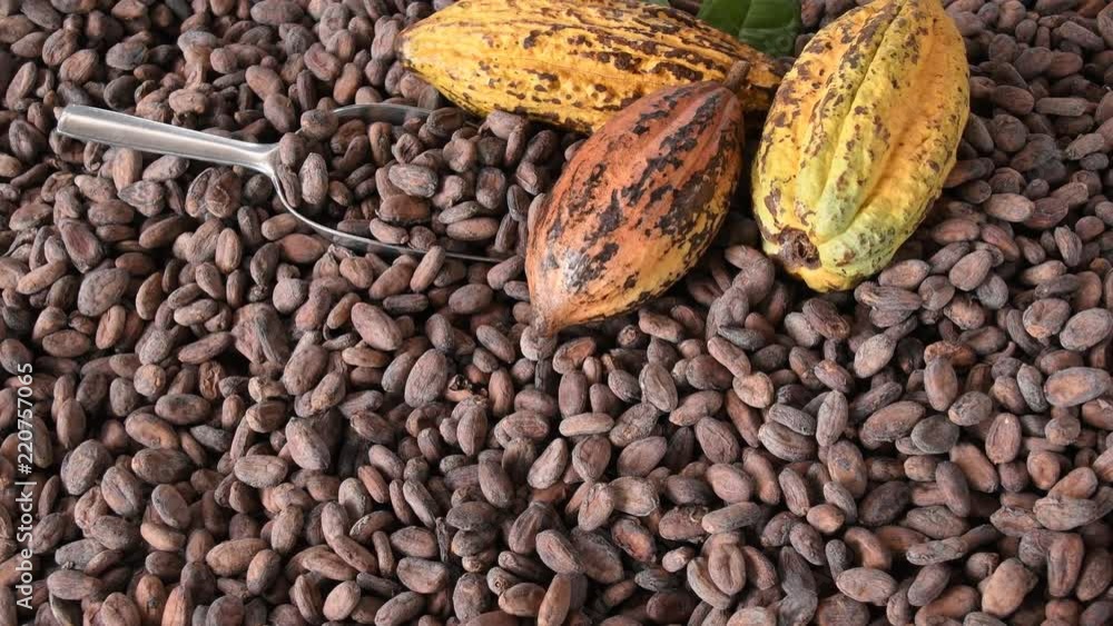 Cocoa Beans and Cocoa Fruits on wooden, Cocoa concept with raw, Cocoa beans picked by hand. Cocoa beans in a pile being selected by hand. Cocoa Beans and Cocoa Fruits on wooden, Cocoa concept with raw, Cocoa beans picked by hand. Cocoa beans in a pile being selected by hand.