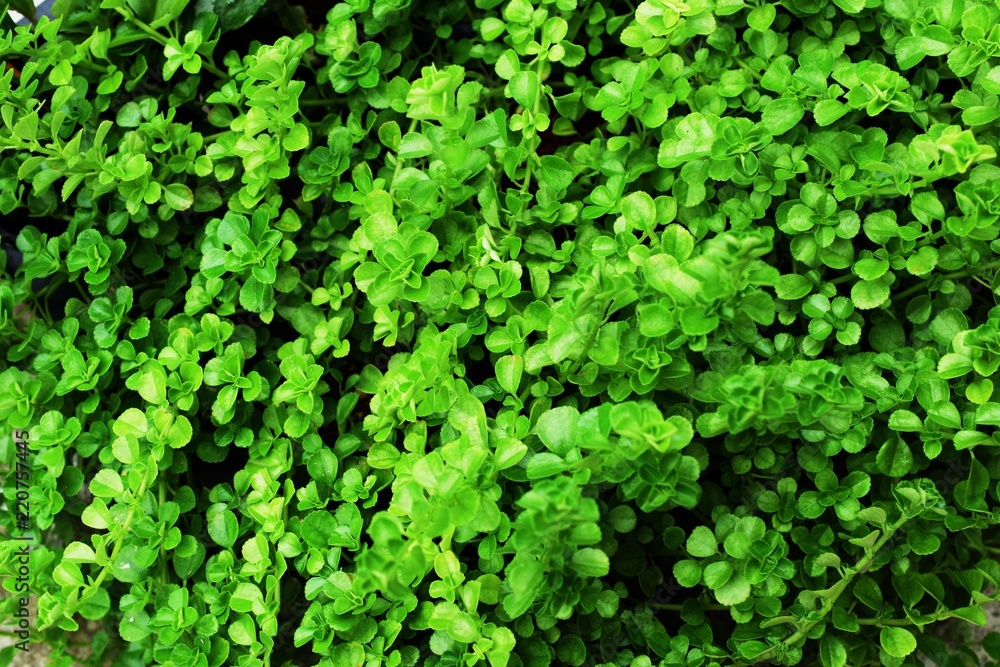 Obraz premium close up on green leaf texture background