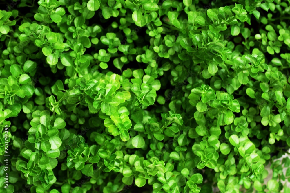 close up on green leaf texture background