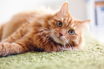 Keuken achterwand Kat Rode pluizige kat met groene ogen  © olezzo
