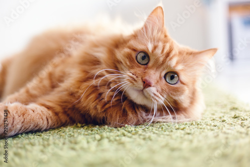 Portrait of a funny beautiful red fluffy cat with green eyes in the interior, pets
