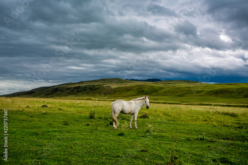 white horse with long mane in flower field against sky