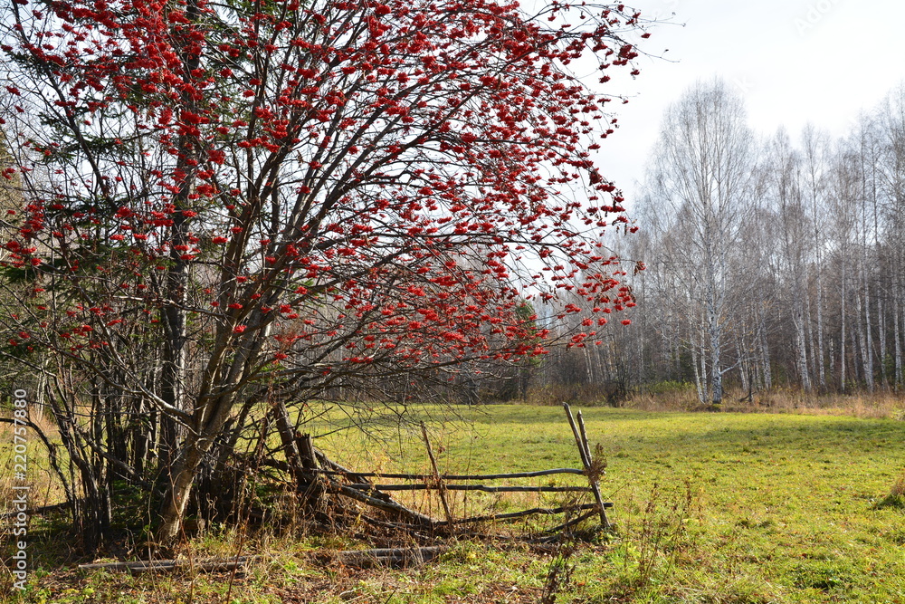autumn rowan autumn rowan