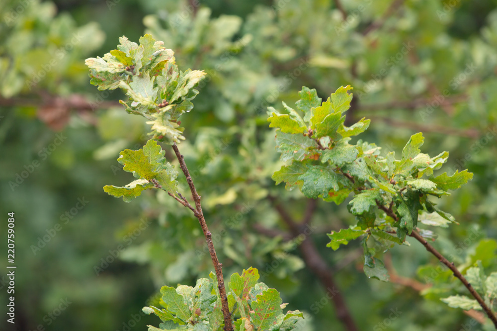 Spring oak leaves on a background of a blurred sunny forest, abstract natural backgrounds Limited depth of field. There is space for text Spring oak leaves on a background of a blurred sunny forest, abstract natural backgrounds Limited depth of field. There is space for text