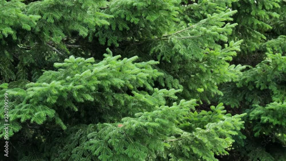 Fluffy spruce trees in the forest. Christmas scene. Fluffy spruce trees in the forest. Christmas scene.