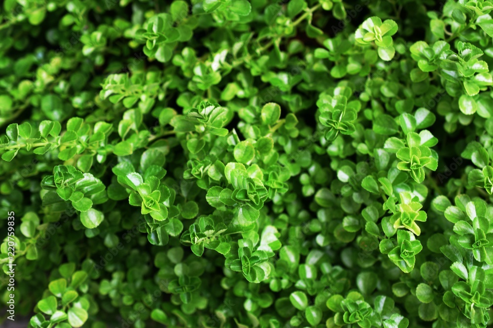 close up of green leave nature abstract nature background close up of green leave nature abstract nature background