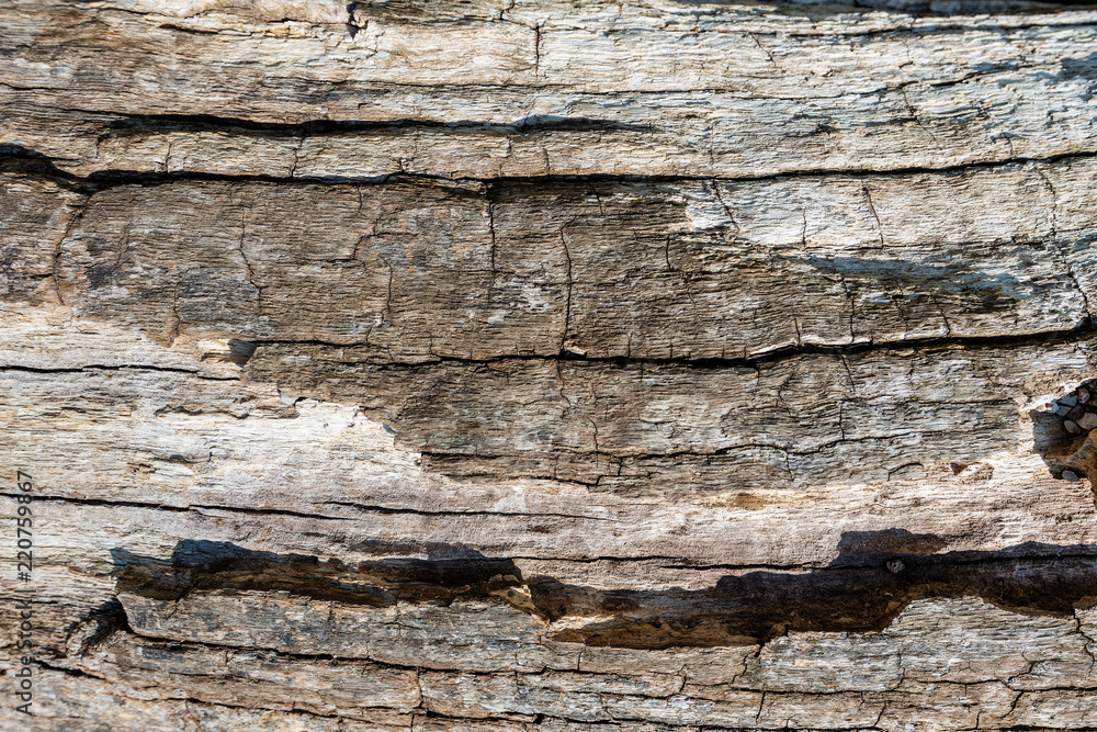 Texture of a Tree Bark for a Background Texture of a Tree Bark for a Background