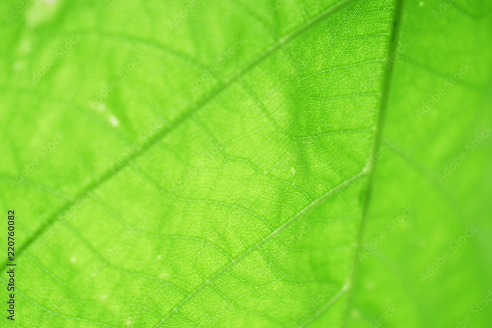 close up on green leaf texture background close up on green leaf texture background