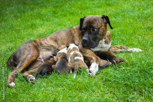 Fototapeta Naklejka Na Ścianę i Meble -  Mother of the dog nursing puppies