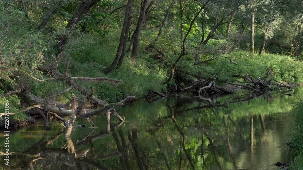 River Flowing in the Summer Forest. Tranquil Scene. River Flowing in the Summer Forest. Tranquil Scene.