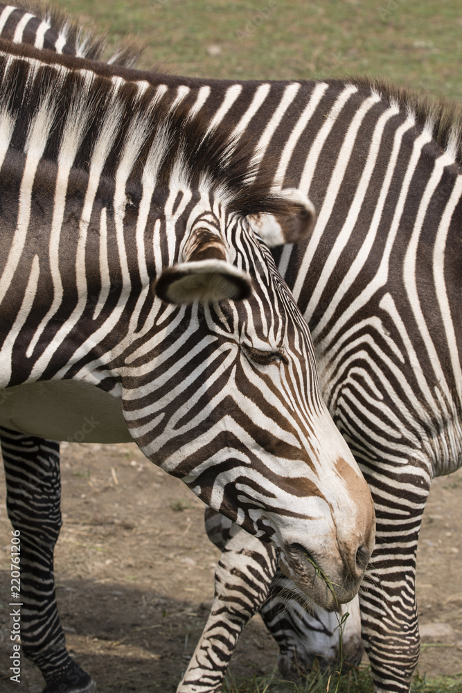 Zebra outdoors in nature. Zebra outdoors in nature.