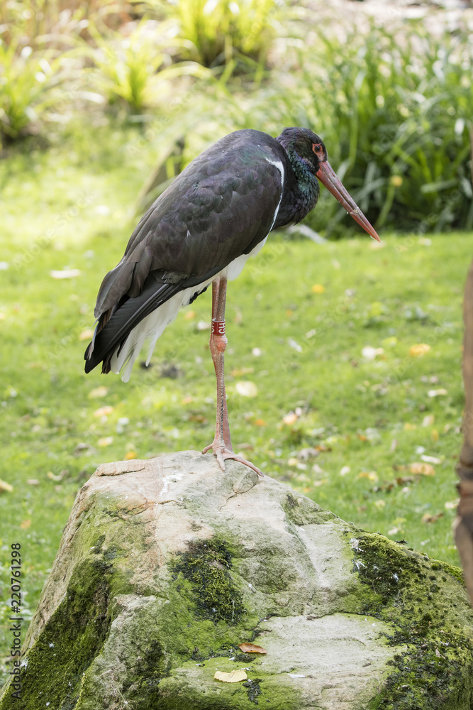 Fototapeta premium Bird black stork outdoors in nature.
