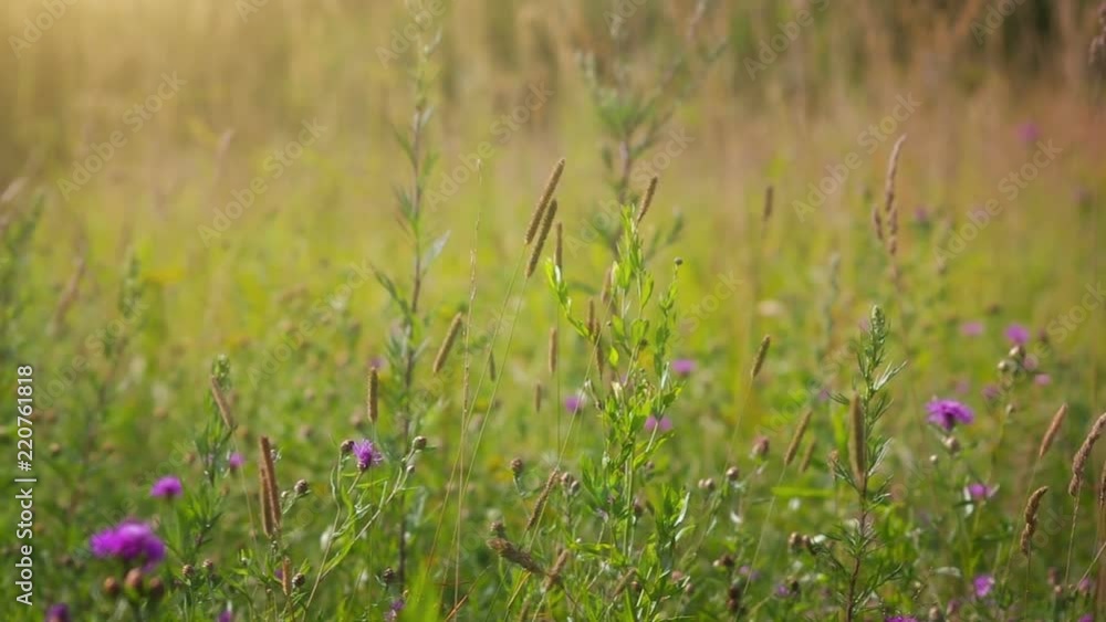 Summer Grass Field Summer Grass Field