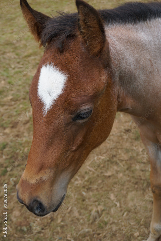 Fototapeta premium Pferd