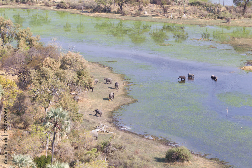 Elephants in the Okavango delta (Botswana) Elephants in the Okavango delta (Botswana)