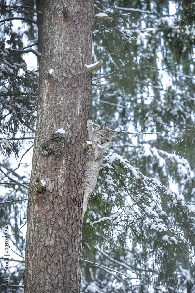 Close up Eurasian Lynx Lynx lynx climbing on tree in winter forest