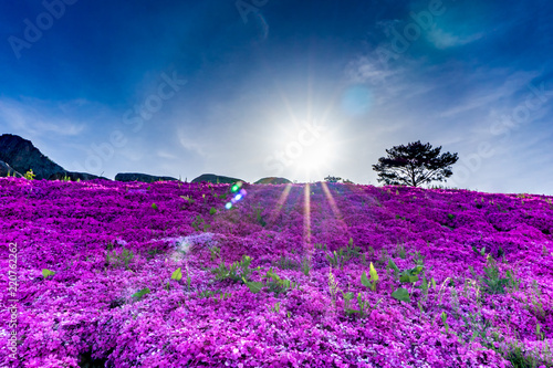 Fototapeta Naklejka Na Ścianę i Meble -  Shibazakura a perennial moss ,often called moss phlox or pink moss at Hwangmaesan County Park in Hapcheon-gun, Gyeongsangnam-do.