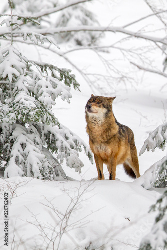 Wolf  Canis lupus  im Winter im Tier-Freigel  nde im Nationalpark Bayrischer Wald  Deutschland.
