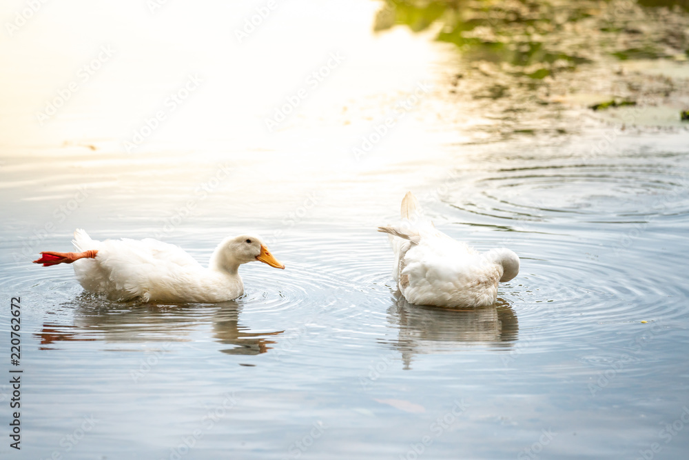 Fototapeta premium white ducks on a water lake. American Pekin It derives from birds brought to the United States from China in the nineteenth century,[9] and is now bred in many countries, and in all continents.