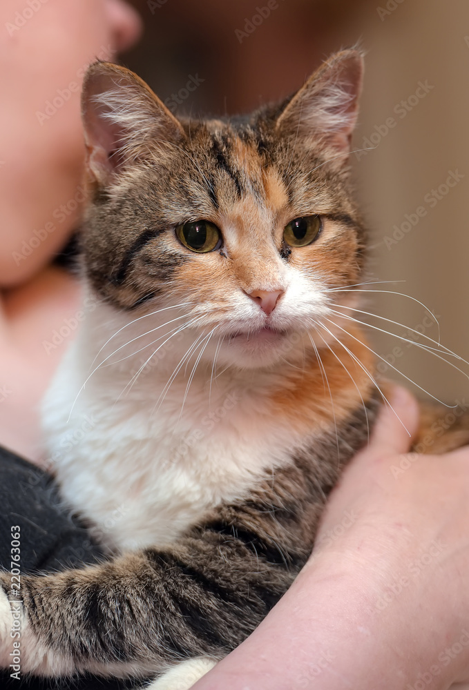 lovely three-colored cat in the hands lovely three-colored cat in the hands