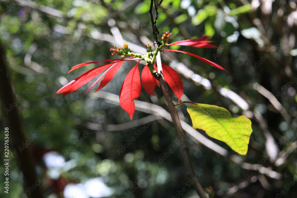 Flower Flower