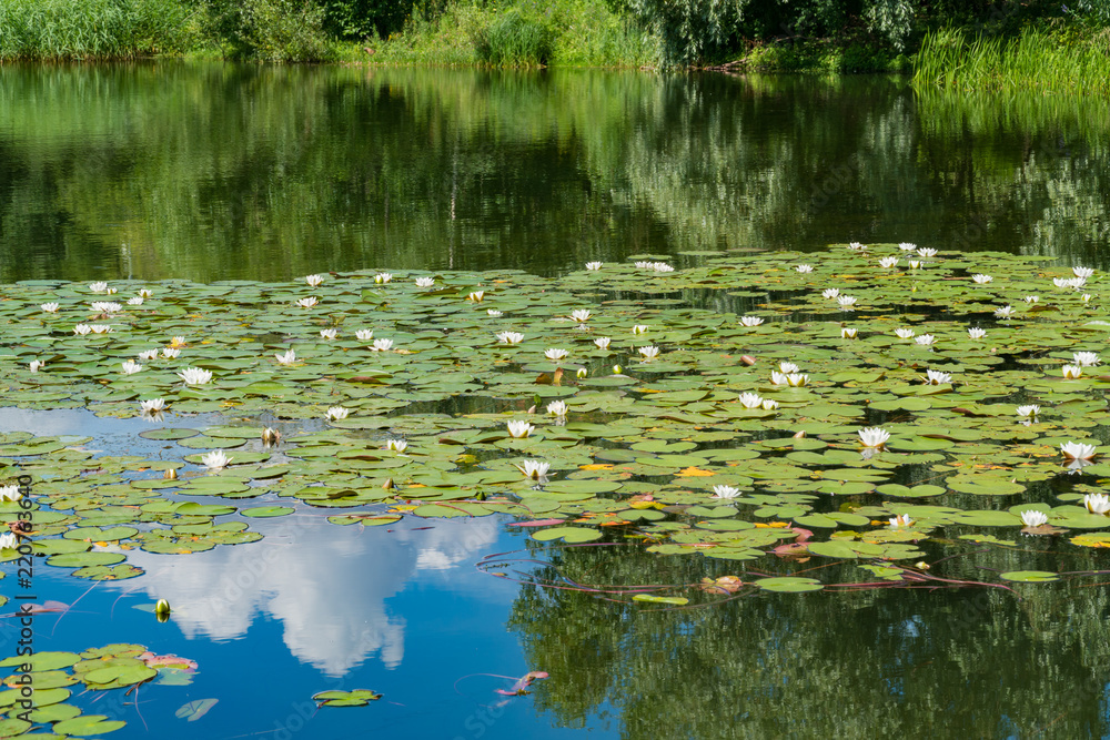 White water lilies bloom in the pond. White water lilies bloom in the pond.