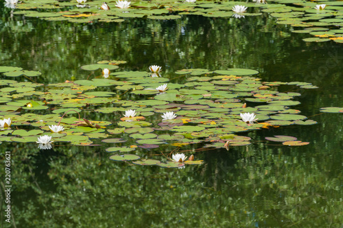 White water lilies bloom in the pond.