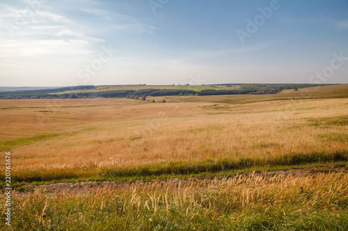 Summer or autumn/fall field grass