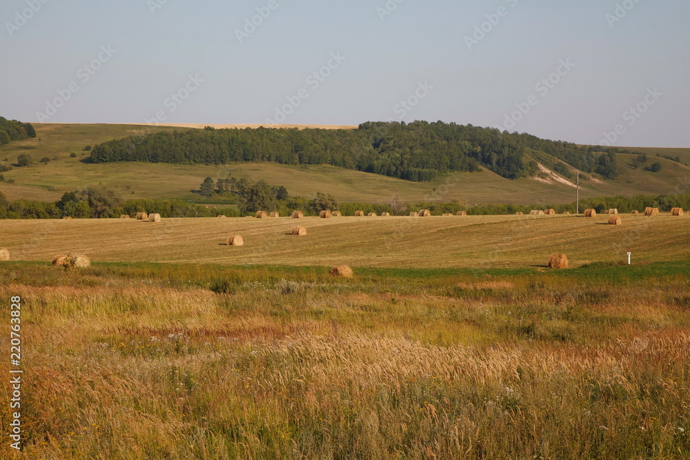 Summer or autumn haystacks on the field