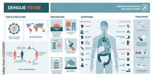 Dengue fever infographic photo