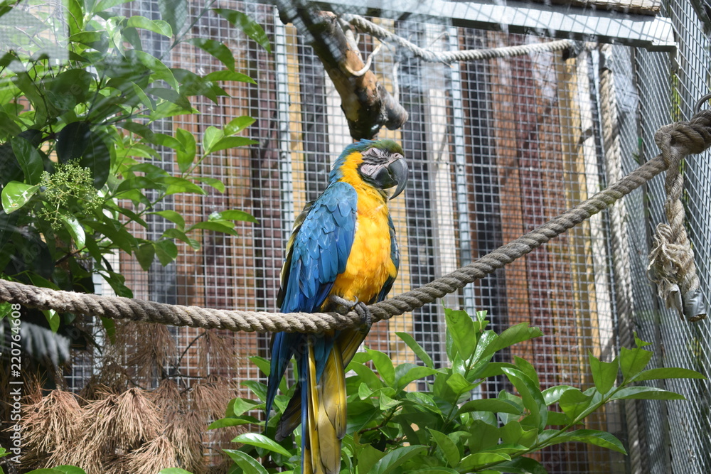 Obraz premium ZOO Macaw Parrot