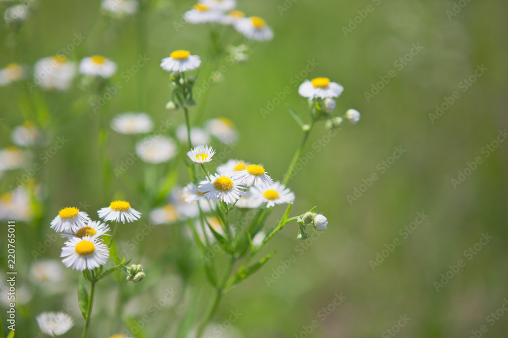 Fototapeta premium ヒメジョオンの花