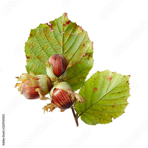 Freshly picked hazelnuts with husks photo