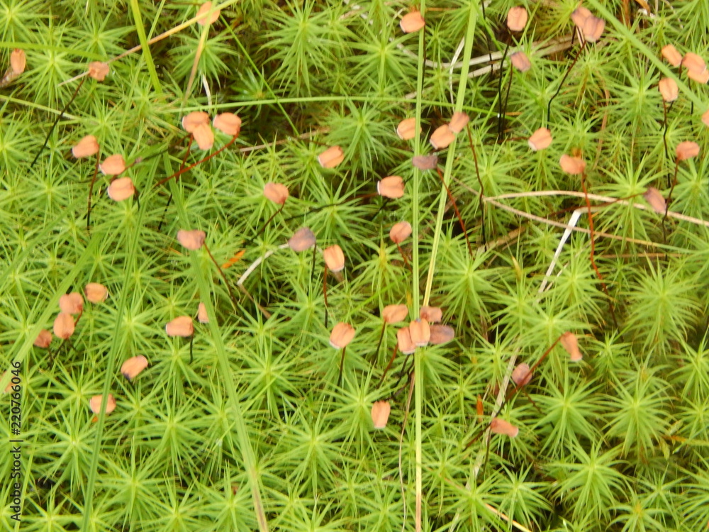 Beautiful green moss close-up Beautiful green moss close-up