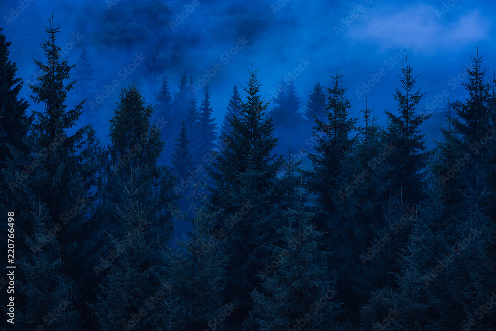 Misty carpathian spruce forest at night