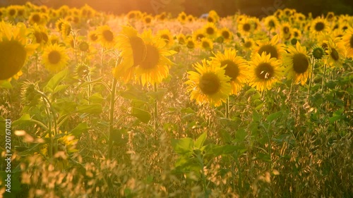 Field with sunflower In rays of setting sun photo